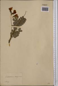 Calophaca soongorica Kar. & Kir., Middle Asia, Muyunkumy, Balkhash & Betpak-Dala (M9) (Kazakhstan)