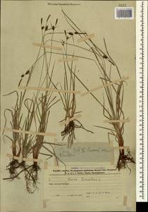 Carex tomentosa L., Caucasus, Azerbaijan (K6) (Azerbaijan)