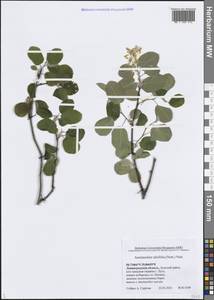 Amelanchier alnifolia (Nutt.) Nutt., Eastern Europe, North-Western region (E2) (Russia)