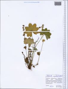 Alchemilla conglobata H. Lindb., Eastern Europe, Eastern region (E10) (Russia)