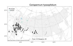 Corispermum hyssopifolium L., Atlas of the Russian Flora (FLORUS) (Russia)