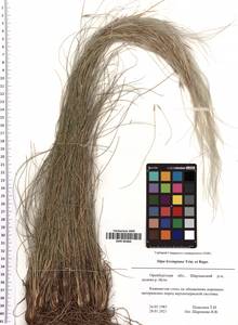 Stipa lessingiana Trin. & Rupr., Eastern Europe, Eastern region (E10) (Russia)