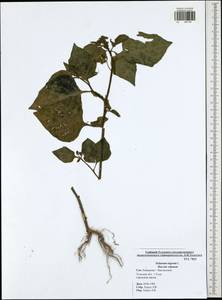 Solanum nigrum L., Eastern Europe, Central region (E4) (Russia)