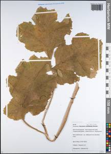 Heracleum asperum (Hoffm.) M. Bieb., Caucasus, Krasnodar Krai & Adygea (K1a) (Russia)