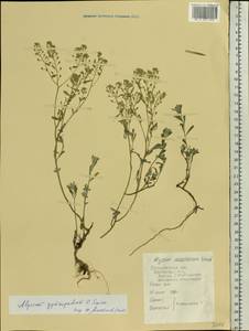 Odontarrhena tortuosa subsp. cretacea (Kotov) Spaniel, Al-Shehbaz & Marhold, Eastern Europe, Central forest-and-steppe region (E6) (Russia)