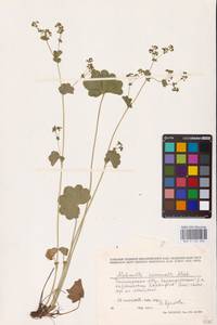Alchemilla nemoralis Alechin, Eastern Europe, Eastern region (E10) (Russia)