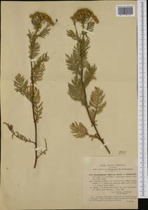 Tanacetum vulgare subsp. siculum (Guss.) Raimondo & Spadaro, Western Europe (EUR) (Italy)