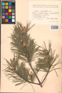 Pinus sylvestris L., Eastern Europe, Moscow region (E4a) (Russia)