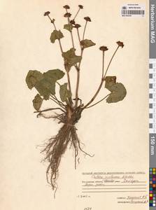 Caltha palustris var. sibirica Regel, Siberia, Chukotka & Kamchatka (S7) (Russia)