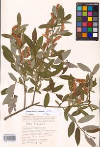 Salix triandra L., Eastern Europe, Lower Volga region (E9) (Russia)