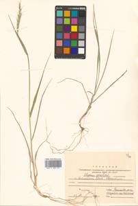 Elymus gmelinii (Trin.) Tzvelev, Siberia, Russian Far East (S6) (Russia)