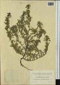 Amaranthus blitoides S. Watson, Western Europe (EUR) (Czech Republic)
