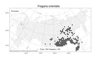 Fragaria orientalis Losinsk., Atlas of the Russian Flora (FLORUS) (Russia)