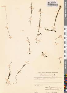 Utricularia minor L., Siberia, Chukotka & Kamchatka (S7) (Russia)