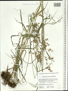 Melica turczaninowiana Ohwi, Siberia, Baikal & Transbaikal region (S4) (Russia)