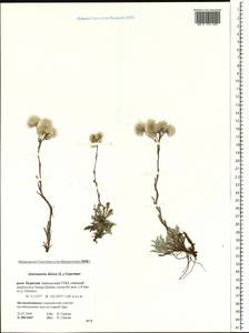 Antennaria dioica (L.) Gaertn., Siberia, Baikal & Transbaikal region (S4) (Russia)