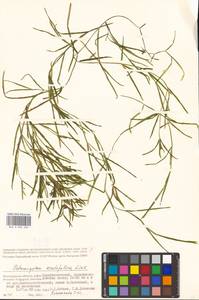 Potamogeton acutifolius Link ex Roem. & Schult., Eastern Europe, Lower Volga region (E9) (Russia)