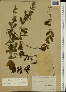 Teucrium scordium L., Eastern Europe, South Ukrainian region (E12) (Ukraine)