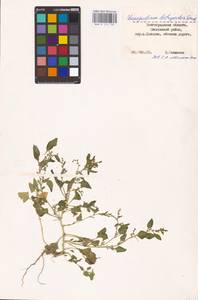 Oxybasis chenopodioides (L.) S. Fuentes, Uotila & Borsch, Eastern Europe, Lower Volga region (E9) (Russia)