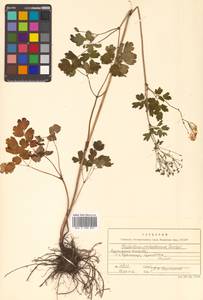 Thalictrum sachalinense Lecoy., Siberia, Russian Far East (S6) (Russia)