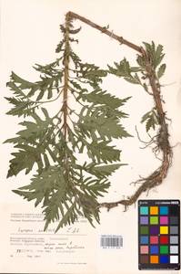 MHA 0 157 838, Lycopus exaltatus L.f., Eastern Europe, Lower Volga region (E9) (Russia)