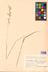 Arrhenatherum elatius (L.) P.Beauv. ex J.Presl & C.Presl., Eastern Europe, Moscow region (E4a) (Russia)