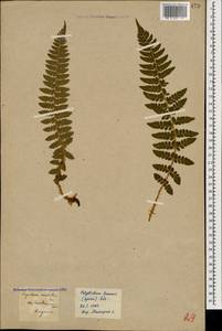 Polystichum braunii (Spenn.) Fée, Caucasus, Georgia (K4) (Georgia)