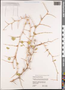 Atraphaxis pyrifolia Bunge, Middle Asia, Pamir & Pamiro-Alai (M2) (Kyrgyzstan)