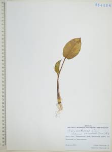 Alisma plantago-aquatica subsp. orientale (Sam.) Sam., Siberia, Russian Far East (S6) (Russia)