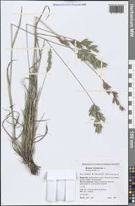 Bromus hordeaceus L., Siberia, Baikal & Transbaikal region (S4) (Russia)
