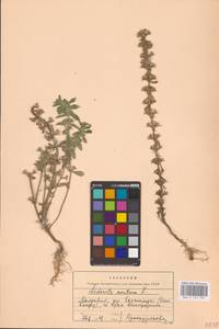 MHA 0 155 582, Sideritis montana L., Eastern Europe, Moldova (E13a) (Moldova)