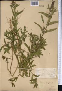 Stachys palustris L., Middle Asia, Muyunkumy, Balkhash & Betpak-Dala (M9) (Kazakhstan)