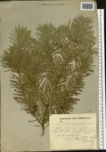 Abies sibirica Ledeb., Siberia, Yakutia (S5) (Russia)