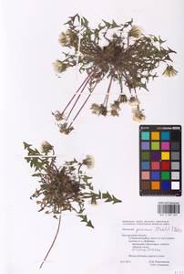 Taraxacum proximum (Dahlst.) Dahlst., Eastern Europe, Central forest-and-steppe region (E6) (Russia)