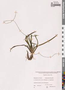 Sagittaria natans Pall., Siberia, Chukotka & Kamchatka (S7) (Russia)