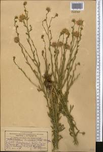 Heteropappus altaicus var. canescens (Nees) Serg., Middle Asia, Kopet Dag, Badkhyz, Small & Great Balkhan (M1) (Turkmenistan)