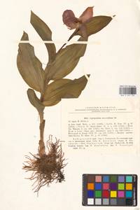 Cypripedium macranthos Sw., Siberia, Russian Far East (S6) (Russia)