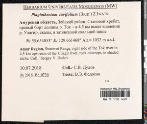 Plagiothecium cavifolium (Brid.) Z. Iwats., Bryophytes, Bryophytes - Russian Far East (excl. Chukotka & Kamchatka) (B20) (Russia)