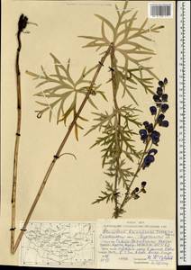 Aconitum ambiguum subsp. baicalense (Turcz. ex Rapaics) Vorosch., Mongolia (MONG) (Mongolia)