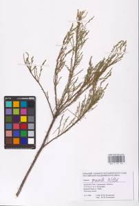 Tamarix gracilis Willd., Middle Asia, Caspian Ustyurt & Northern Aralia (M8) (Kazakhstan)