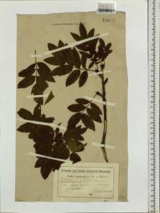 Sorbus sambucifolia (Cham. & Schltdl.) M. Roem., Siberia, Chukotka & Kamchatka (S7) (Russia)