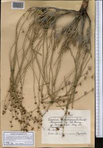 Limonium suffruticosum (L.) Kuntze, Middle Asia, Caspian Ustyurt & Northern Aralia (M8) (Kazakhstan)