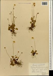 Parnassia palustris L., Caucasus, South Ossetia (K4b) (South Ossetia)