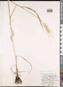 Triticum aestivum L., Eastern Europe, Central region (E4) (Russia)