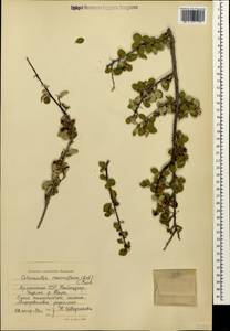 Cotoneaster suavis Pojark., Caucasus, Armenia (K5) (Armenia)