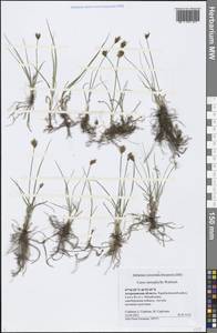 Carex stenophylla Wahlenb., Eastern Europe, Lower Volga region (E9) (Russia)