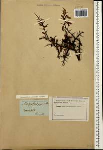 Pyracantha coccinea M. Roem., Caucasus (no precise locality) (K0)