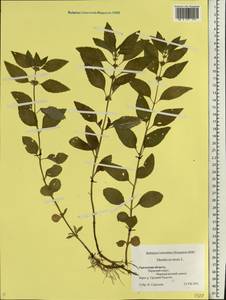 Mentha arvensis L., Eastern Europe, Eastern region (E10) (Russia)