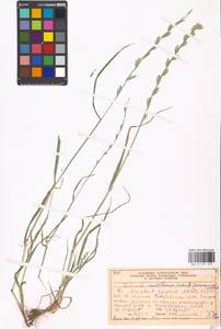 Lolium multiflorum Lam., Eastern Europe, Moscow region (E4a) (Russia)