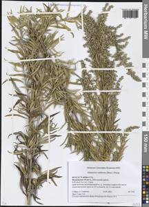 Artemisia umbrosa Turcz. ex DC., Eastern Europe, Moscow region (E4a) (Russia)